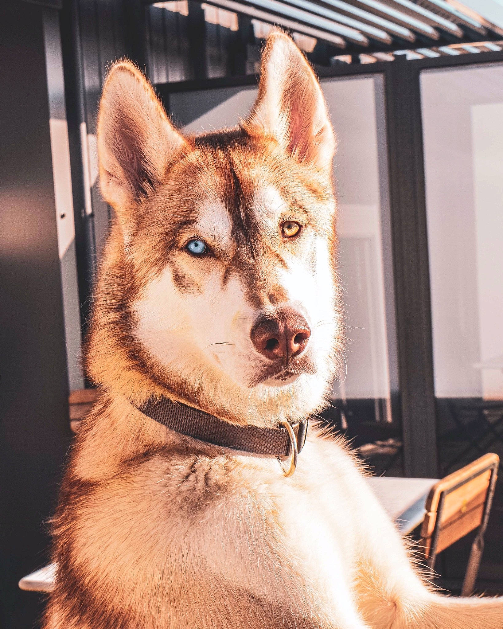 Kenaï a rejoint le concours — aidez-le/la à gagner de superbes lots ! alaskan_malamute, canidae, carnivore, czechoslovakian_wolfdog, dog, dog_breed, greenland_dog, kunming_wolfdog, mammal, native_american_indian_dog, northern_inuit_dog, saarloos_wolfdog, sakhalin_husky, seppala_siberian_sleddog, siberian_husky, sled_dog, snout, tamaskan_dog, vertebrate, wolfdog