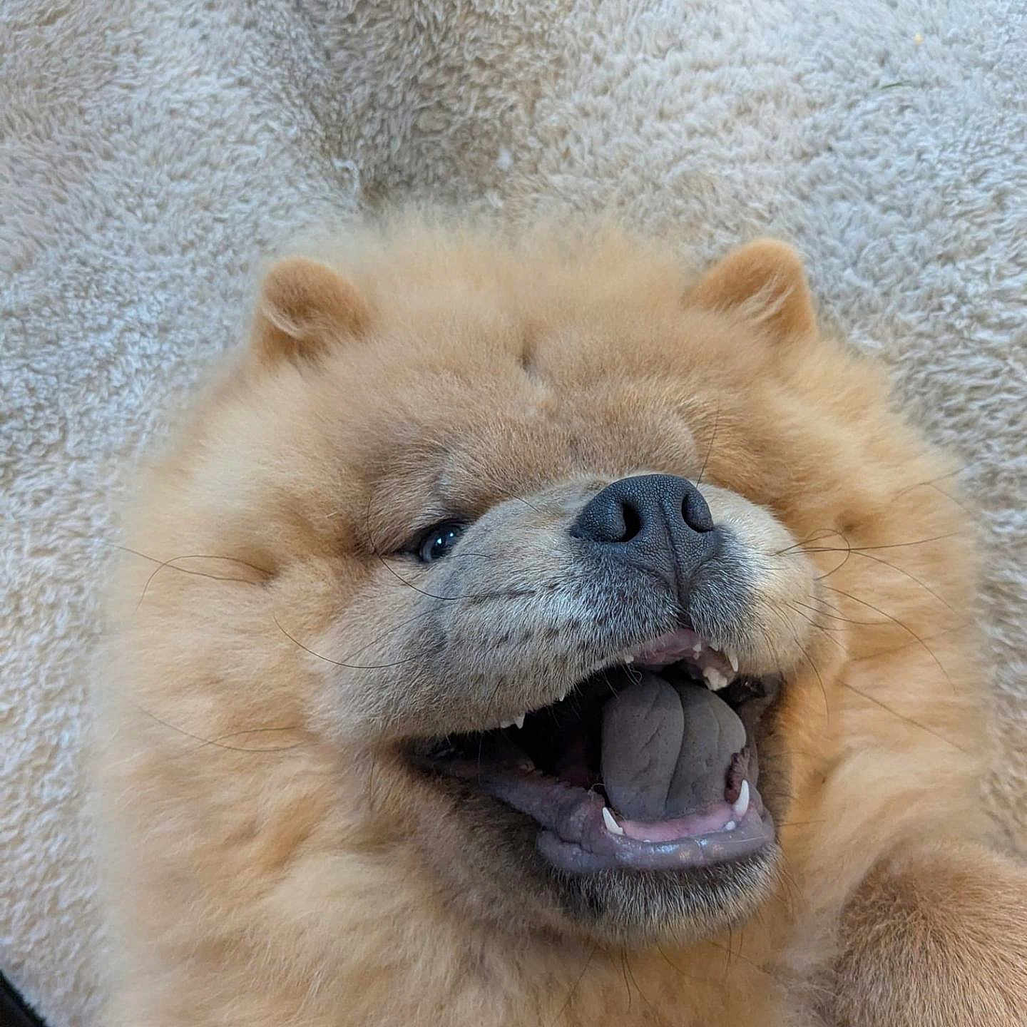 Nala is registered to the contest to win money with this photo: animal, blanket, canine, chow_chow, closeup, cozy, cute, dog, ears, fluffy, fur, happy, indoor, mouth_open, nose, pet, smiling, soft_texture, tongue, whiskers