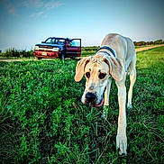 Indy joined the competition — help win amazing prizes! alloywheel, animal, canine, car, carwheel, dog, field, grass, grassland, machine, nature, outdoors, pet, pickuptruck, plant, spoke, transportation, truck, vehicle, wheel
