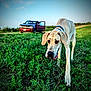 alloywheel, animal, canine, car, carwheel, dog, field, grass, grassland, machine, nature, outdoors, pet, pickuptruck, plant, spoke, transportation, truck, vehicle, wheel