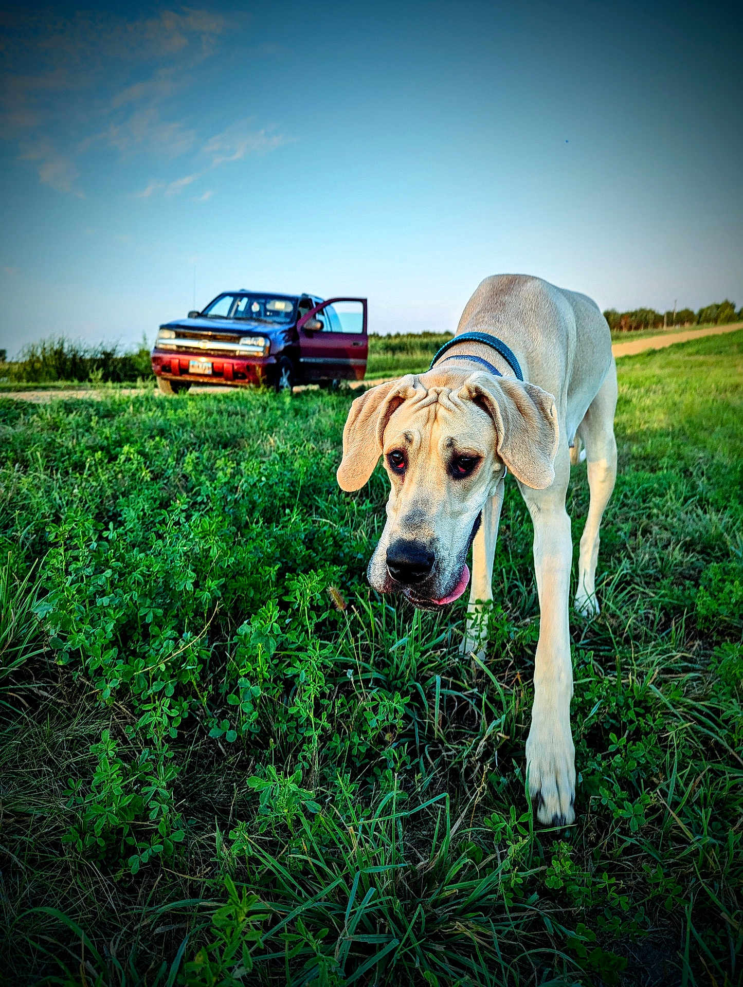 Indy joined the competition — help win amazing prizes! alloywheel, animal, canine, car, carwheel, dog, field, grass, grassland, machine, nature, outdoors, pet, pickuptruck, plant, spoke, transportation, truck, vehicle, wheel
