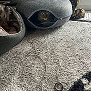 Maurice participe au concours pour gagner de l'argent avec cette photo : cat, tabby_cat, cat_cave, pet_bed, blanket, toy, carpet, cord, ring, window, sunlight, indoor, cozy, curious, animal, pet, furniture, home, resting_place, gray