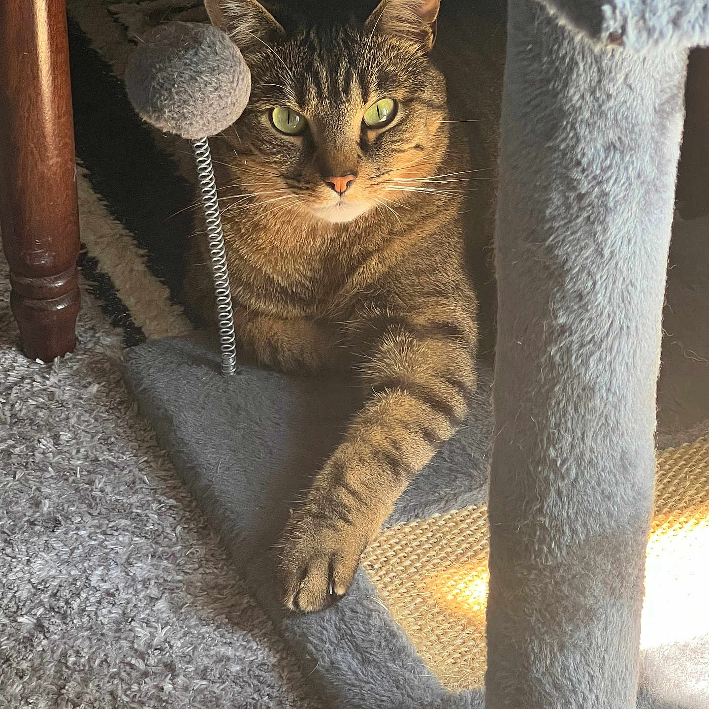 Maurice a rejoint le concours — aidez-le/la à gagner de superbes lots ! animal, carpet, cat, cat_tree, cozy, cute, feline, green_eyes, home, indoor, mammal, paw, pet, relaxed, resting, striped_fur, sunlight, tabby_cat, toy_ball, wooden_leg