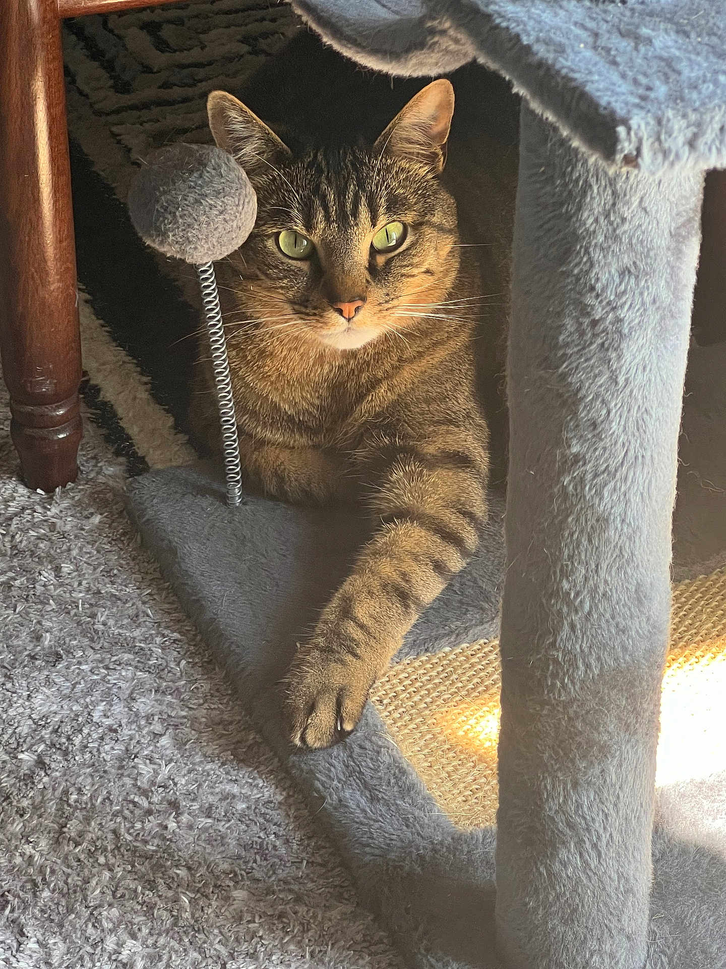 Maurice a rejoint le concours — aidez-le/la à gagner de superbes lots ! cat, tabby_cat, pet, feline, cat_tree, toy_ball, paw, carpet, sunlight, indoor, relaxed, striped_fur, green_eyes, wooden_leg, cozy, home, animal, resting, cute, mammal