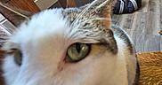 Dallas is registered to the contest to win money with this photo: background, blurred, cat, close_up, curious, curtain, domestic_animal, feline, floor, fur, green_eye, home, indoor, light, nose, pet, tabby, whiskers, window, wooden_chair