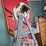 Dallas is registered to the contest to win money with this photo: animal, blanket, cat, cat_tower, colorful, cozy, curious, decor, feline, furniture, home, indoor, ladder, mirror, pet, reflection, resting, staircase, wall, wooden_dresser