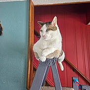 Dallas joined the competition — help win amazing prizes! animal, carpet, cat, cozy, cute, domestic, feline, house, indoor, ladder, perched, pet, red_wall, relaxed, resting, stairs, teal_wall, wall, white_and_brown, wood