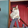 animal, carpet, cat, cozy, cute, domestic, feline, house, indoor, ladder, perched, pet, red_wall, relaxed, resting, stairs, teal_wall, wall, white_and_brown, wood