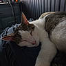 Dallas joined the competition — help win amazing prizes! animal, bedroom, blanket, cabinet, cat, closeup, cozy, dark, domestic, feline, fur, indoor, paw, peaceful, pet, relaxing, resting, sleeping, soft_light, whiskers