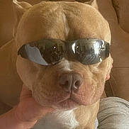 Rip is registered to the contest to win money with this photo: dog, sunglasses, pet, brown_dog, canine, indoor, couch, hand, reflection, close_up, muzzle, face, cool, portrait, furniture, relaxed, animal, companion, casual, domestic