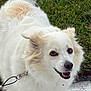 Cutie is registered to the contest to win money with this photo: animal, canine, companionship, cute, dog, domestic_animal, fluffy, friendly, fur, grass, happy, leash, nature, outdoor, pet, playful, portrait, smiling, walking, white_dog