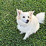 alert, animal, canine, companion, cute, daylight, dog, ears, friendly, fur, grass, greenery, mammal, nature, outdoor, pet, sitting, small_dog, tail, white_dog