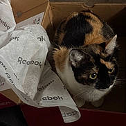 Muffin is registered to the contest to win money with this photo: cat, calico, shoebox, cardboard, tissue_paper, pet, indoor, curious, fur, whiskers, animal, domestic_cat, close_up, floor, recreation, cute, sitting, looking_up, box, brand