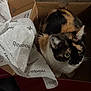 animal, box, brand, calico, cardboard, cat, close_up, curious, cute, domestic_cat, floor, fur, indoor, looking_up, pet, recreation, shoebox, sitting, tissue_paper, whiskers