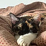 Muffin is registered to the contest to win money with this photo: cat, calico, paw, bed, blanket, cozy, feline, fur, resting, indoor, pet, animal, cute, closeup, comfort, whiskers, ears, sleepy, soft, warm