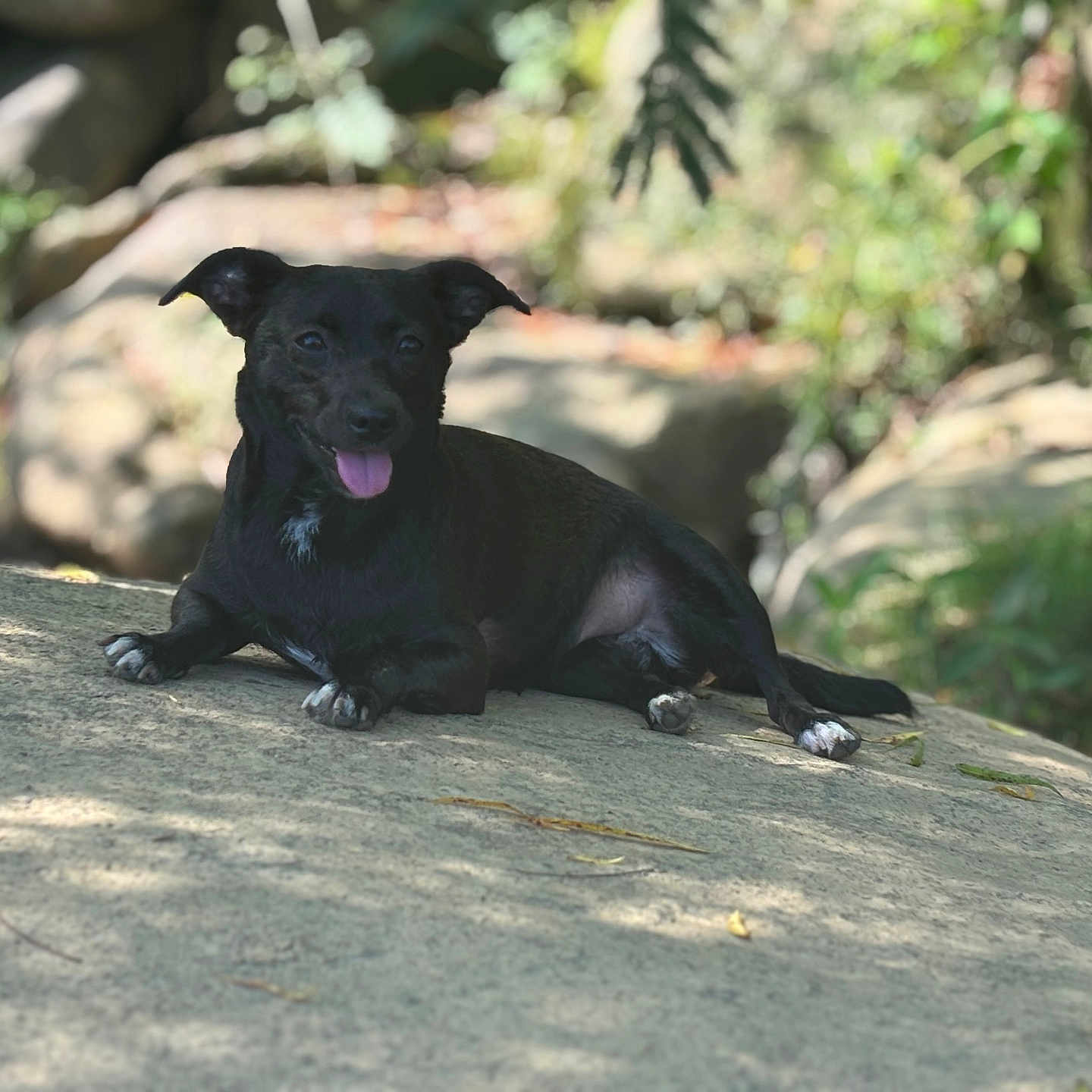 Shailou joined the competition — help win amazing prizes! animal, black_dog, canine, daylight, dog, forest, greenery, happy, leaf, lying_down, mammal, nature, outdoor, pet, relaxed, resting, rock, shade, sunlight, tongue_out
