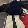 Shailou joined the competition — help win amazing prizes! dog, black_dog, bed, bedspread, striped_pattern, indoor, pet, animal, relaxed, lying_down, fur, canine, domestic_animal, resting, side_view, blurred_background, comfort, home, quiet, calm