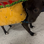 Shailou joined the competition — help win amazing prizes! dog, costume, taco, black_dog, pet, hand, floor, tile_floor, indoor, animal, small_dog, clothing, dress_up, cute, puppy, domestic_animal, pet_costume, funny, playful, curious