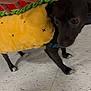 dog, costume, taco, black_dog, pet, hand, floor, tile_floor, indoor, animal, small_dog, clothing, dress_up, cute, puppy, domestic_animal, pet_costume, funny, playful, curious