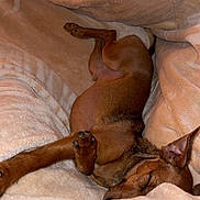 Vulcain a rejoint le concours — aidez-le/la à gagner de superbes lots ! dog, sleeping, blanket, cozy, brown_dog, paw, pet, resting, fur, cute, indoor, relaxed, snuggling, soft, canine, ears, comfort, animal, warm, couch