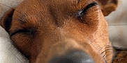 Vulcain a rejoint le concours — aidez-le/la à gagner de superbes lots ! dog, sleeping, close_up, brown, nose, whiskers, fur, ear, blanket, cozy, resting, pet, animal, relaxed, portrait, snout, indoor, cute, peaceful, soft