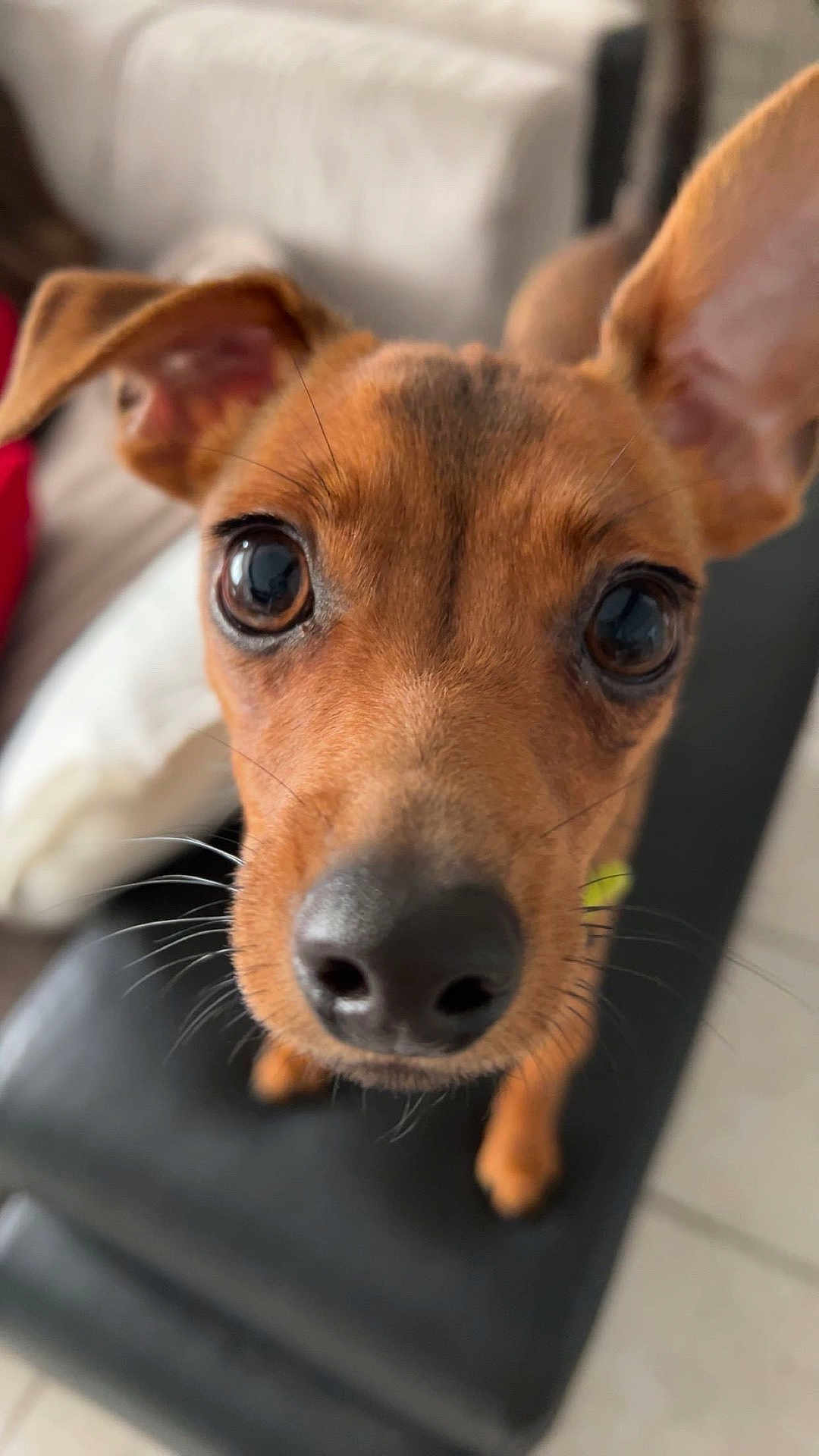 Vulcain participe au concours pour gagner de l'argent avec cette photo : dog, close_up, brown_dog, pet, cute, animal, ears, nose, whiskers, fur, indoor, curious, small_dog, portrait, looking, chair, floor, shiny_eyes, focus, blurred_background