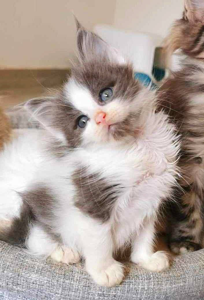 Matsou participe au concours pour gagner de l'argent avec cette photo : box, carnivore, cat, claw, companion_dog, domestic_short_haired_cat, fawn, felidae, flooring, fur, paw, photo_caption, ragdoll, small_to_medium_sized_cats, snout, tail, terrestrial_animal, whiskers