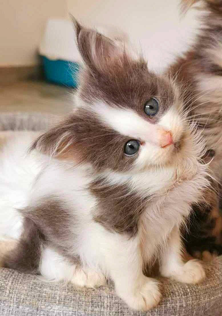 Matsou a rejoint le concours — aidez-le/la à gagner de superbes lots ! box, british_longhair, carnivore, cat, cat_supply, claw, companion_dog, domestic_short_haired_cat, door_mat, fawn, felidae, flooring, fur, paw, photo_caption, small_to_medium_sized_cats, snout, tail, terrestrial_animal, whiskers