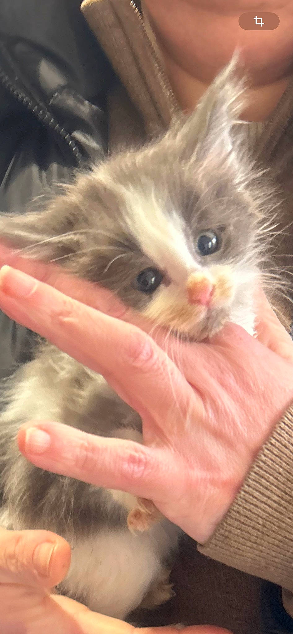 Matsou participe au concours pour gagner de l'argent avec cette photo : carnivore, cat, close_up, ear, eyelash, fawn, felidae, finger, fur, gesture, hair, hand, head, iris, nail, plant, skin, small_to_medium_sized_cats, thumb, whiskers