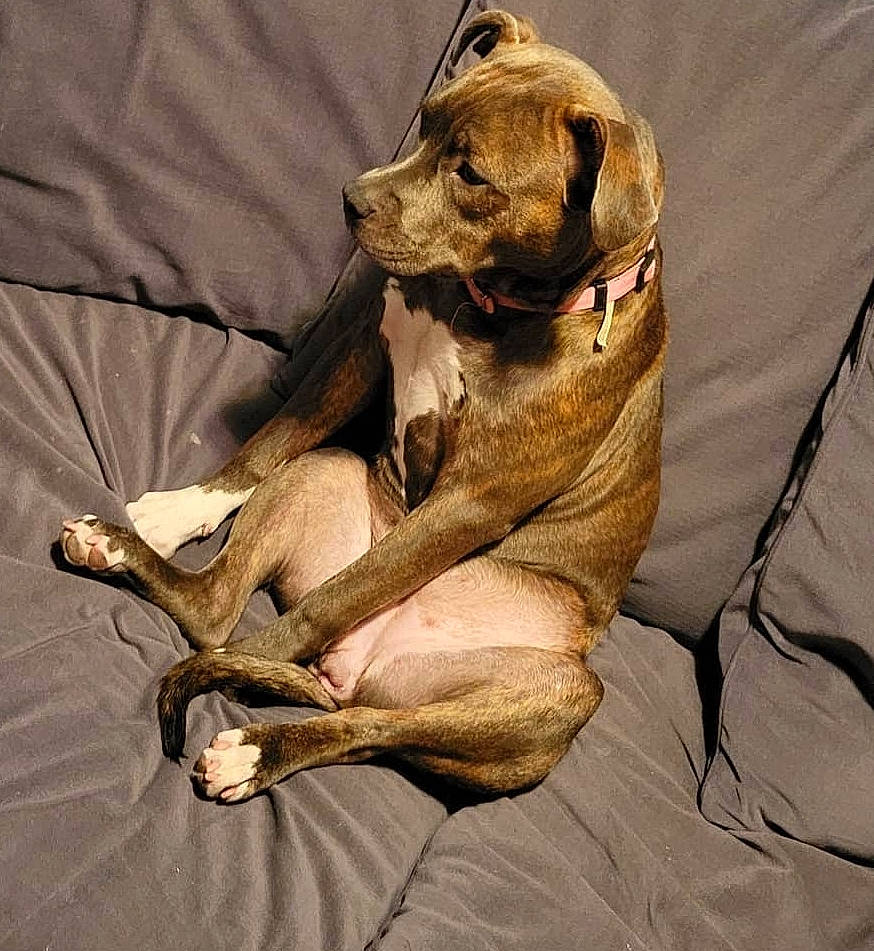 Daisy joined the competition — help win amazing prizes! art, canidae, carnivore, comfort, companion_dog, dog, dog_breed, dog_collar, dog_supply, fawn, fur, gun_dog, linens, paw, snout, sporting_group, terrestrial_animal, whiskers, wood, working_animal