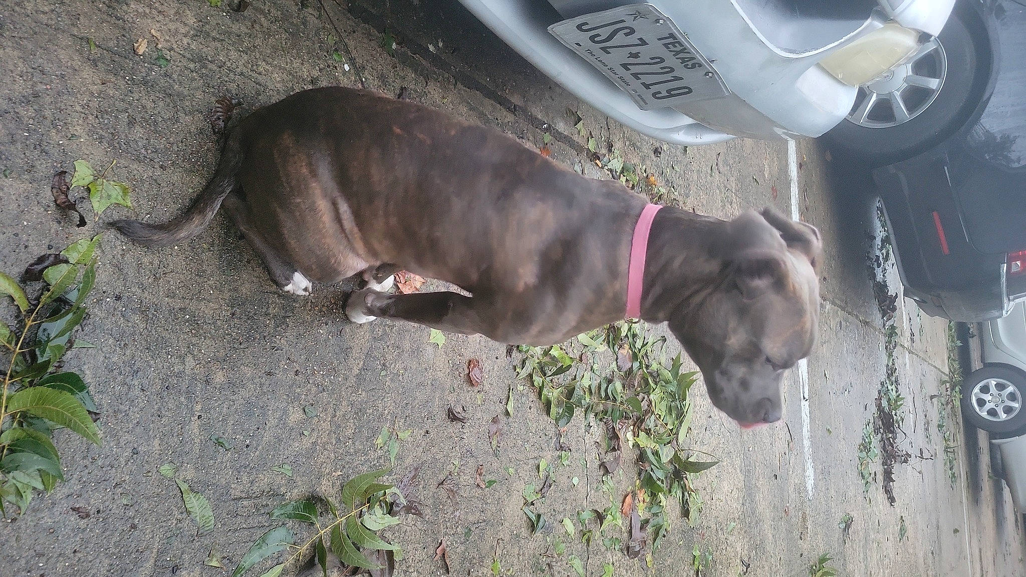 Daisy joined the competition — help win amazing prizes! automotive_lighting, automotive_tire, car, carnivore, collar, dog, dog_breed, dog_collar, dog_supply, fawn, fender, gas, liver, mammal, pet_supply, tire, vehicle, vehicle_door, wheel, working_animal