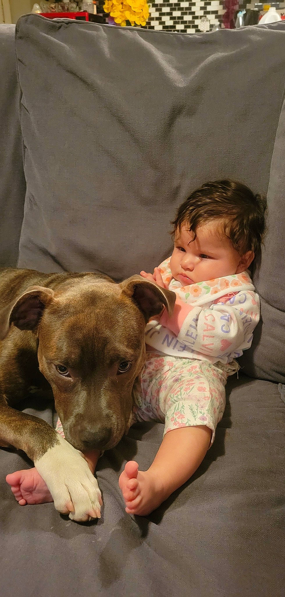 Daisy joined the competition — help win amazing prizes! baby, canidae, carnivore, child, comfort, companion_dog, dog, dog_breed, ear, fawn, fur, head, linens, sitting, snout, sporting_group, toddler, toy_dog, whiskers, working_animal