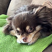 Remy joined the competition — help win amazing prizes! animal, blanket, brown, companion, couch, cozy, cute, dog, eyes, face, fluffy, fur, green, indoors, nose, pet, portrait, relaxed, resting, white