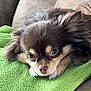 animal, blanket, brown, companion, couch, cozy, cute, dog, eyes, face, fluffy, fur, green, indoors, nose, pet, portrait, relaxed, resting, white