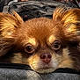 Remy joined the competition — help win amazing prizes! dog, close_up, fluffy, brown_fur, pet, outdoor, stroller, resting, face, ears, animal, canine, cute, portrait, expression, fur, snout, eyes, nose, daylight