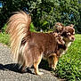 Remy is registered to the contest to win money with this photo: animal, brown_dog, canine, daytime, dog, ears, fluffy_tail, fur, grass, long_hair, muzzle, nature, outdoor, path, pet, side_view, small_dog, snout, sunlight, walking