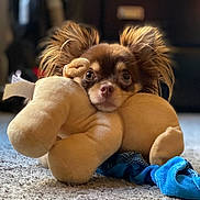 Remy joined the competition — help win amazing prizes! dog, puppy, plush_toy, carpet, ears, brown_fur, stuffed_animal, toy, pet, snuggling, cute, indoor, animal, closeup, face, soft, cozy, small_dog, blue_fabric, floor