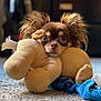 dog, puppy, plush_toy, carpet, ears, brown_fur, stuffed_animal, toy, pet, snuggling, cute, indoor, animal, closeup, face, soft, cozy, small_dog, blue_fabric, floor