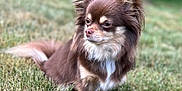 Remy joined the competition — help win amazing prizes! dog, long_hair, brown, white, grass, outdoor, pet, animal, ears, fur, canine, nature, portrait, sitting, calm, closeup, cute, small_dog, watching, daylight