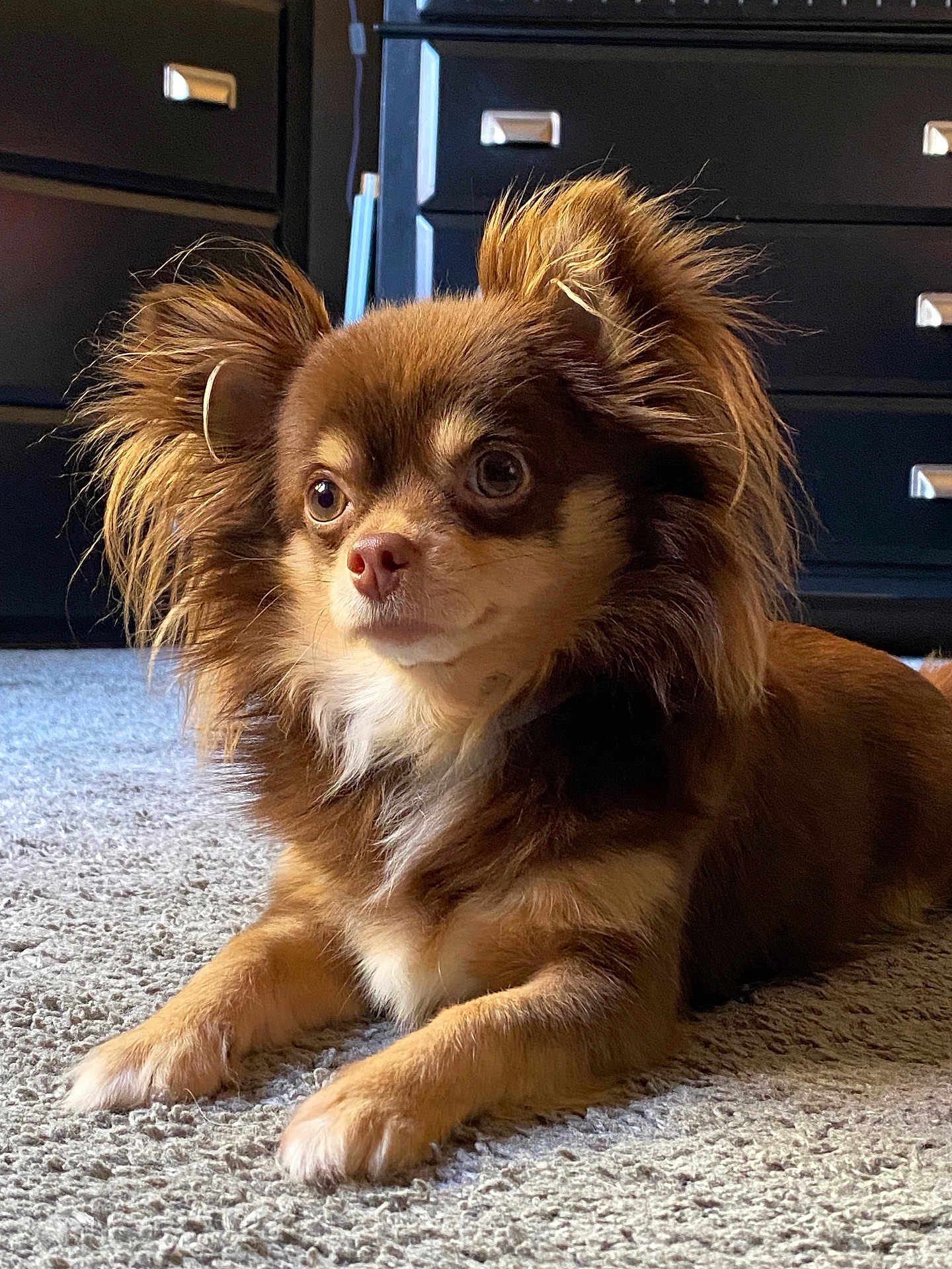 Remy joined the competition — help win amazing prizes! dog, brown_dog, long_hair, carpet, indoor, furniture, drawer, pet, animal, mammal, cute, lying_down, alert, curious, fluffy, ears, face, paws, domestic, companion