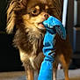 Remy joined the competition — help win amazing prizes! dog, long_hair, brown, toy, blue, plush, indoor, carpet, pet, animal, cute, standing, mouth, fur, ears, expression, domestic, companion, playful, background_blur