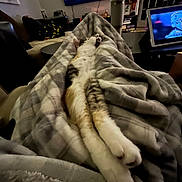 Uecki joined the competition — help win amazing prizes! cat, cat_stretched, blanket, plaid_blanket, paws, living_room, tv, television, laptop, couch, throw_blanket, cozy, pet, indoor, night, television_screen, remote_control, decor, relaxing, furniture