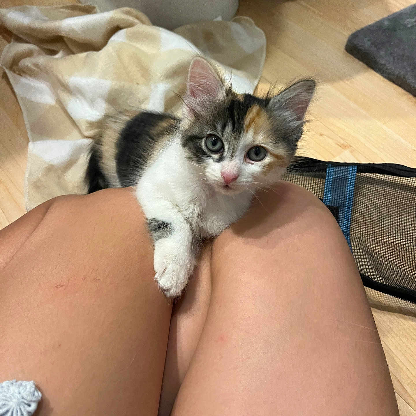 Uecki is registered to the contest to win money with this photo: blanket, calico, cat, curious, cute, eyes, fur, hardwood_floor, home, indoor, kitten, lap, legs, looking_at_camera, paw, pet, playful, sitting, small, young