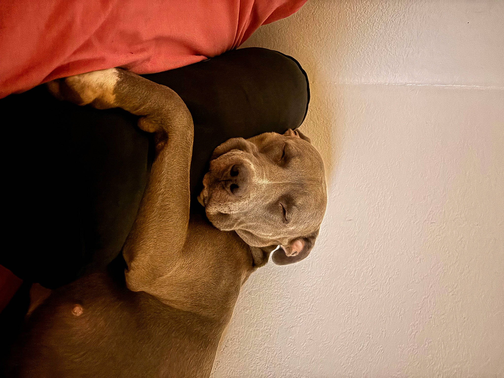 Nylah joined the competition — help win amazing prizes! canidae, carnivore, comfort, companion_dog, dog, dog_breed, fawn, flooring, fur, gesture, hardwood, human_leg, paw, snout, sporting_group, tail, toy_dog, wood, working_animal, wrinkle