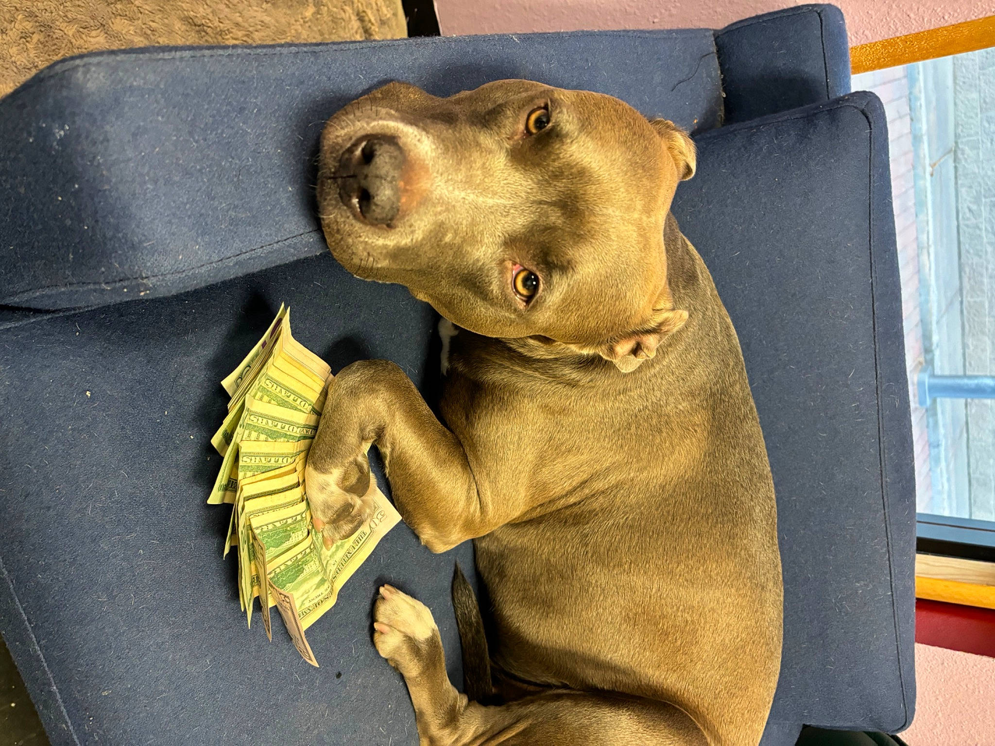 Nylah is registered to the contest to win money with this photo: canidae, car_seat, carnivore, companion_dog, dog, dog_breed, eye, fashion_accessory, fawn, fur, jaw, metal, personal_protective_equipment, snout, sporting_group, stuffed_toy, toy, vehicle_door, whiskers, working_animal