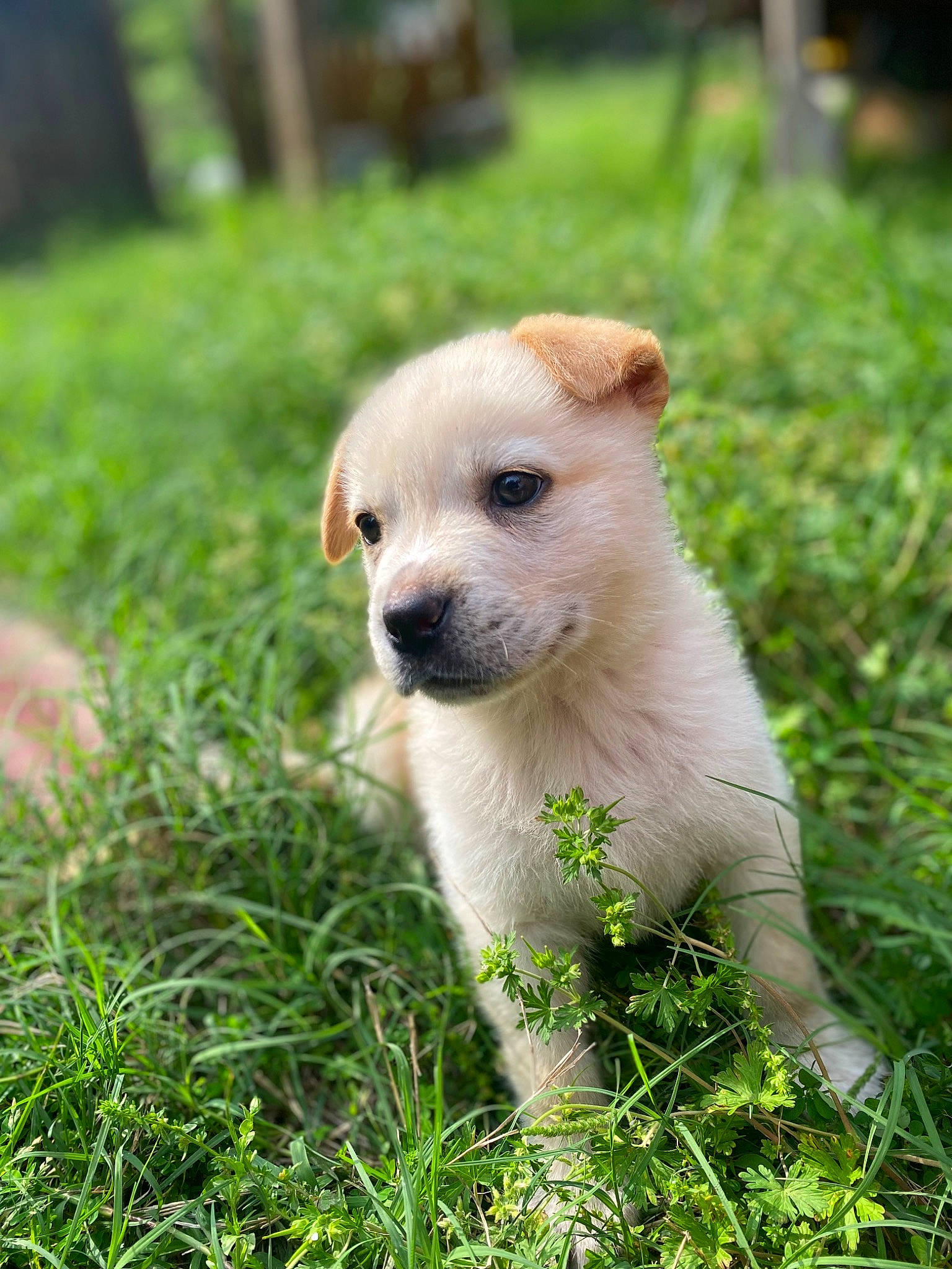 Bear joined the competition — help win amazing prizes! adventure, canidae, carnivore, companion_dog, dog, dog_breed, eye, fawn, grass, grassland, plant, puppy, snout, sporting_group, sunglasses, tail, terrestrial_animal, toy_dog, whiskers, working_animal