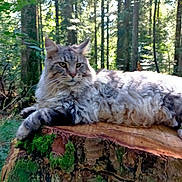 Spine participe au concours pour gagner de l'argent avec cette photo : cat, fluffy_cat, forest, tree_stump, moss, outdoor, nature, sunlight, animal, pet, relaxed, wildlife, greenery, woodland, fur, whiskers, ears, laying, daylight, scenery