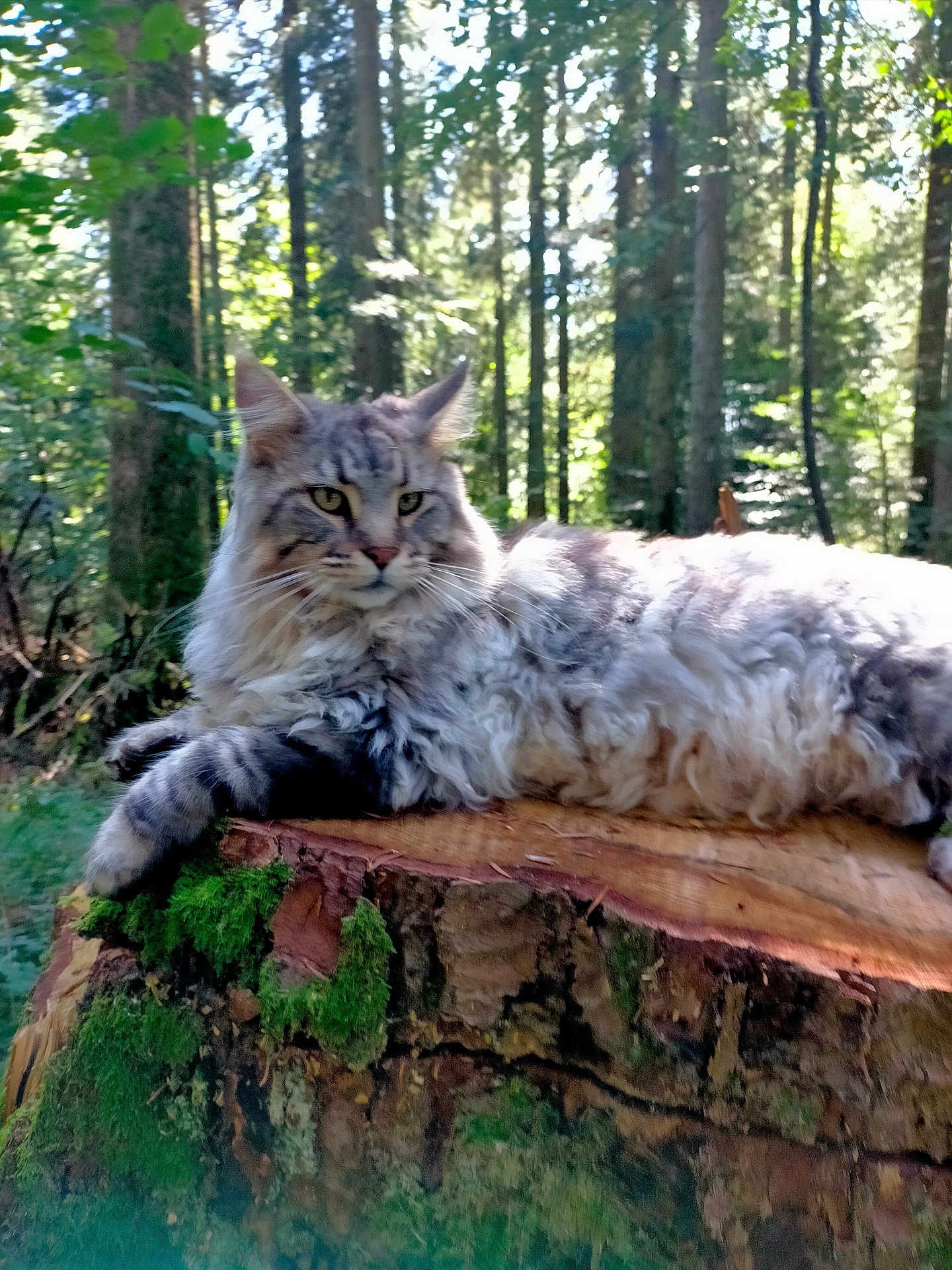 Spine participe au concours pour gagner de l'argent avec cette photo : cat, fluffy_cat, forest, tree_stump, moss, outdoor, nature, sunlight, animal, pet, relaxed, wildlife, greenery, woodland, fur, whiskers, ears, laying, daylight, scenery