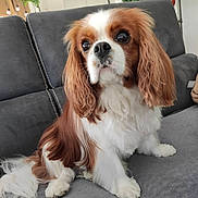 Preston participe au concours pour gagner de l'argent avec cette photo : animal, brown, cavalier_king_charles_spaniel, close_up, companion, couch, cute, cute_pet, dog, domestic_animal, ears, fluffy, friendly, fur, indoor, living_room, pet, portrait, sitting, white