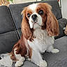 animal, brown, cavalier_king_charles_spaniel, close_up, companion, couch, cute, cute_pet, dog, domestic_animal, ears, fluffy, friendly, fur, indoor, living_room, pet, portrait, sitting, white